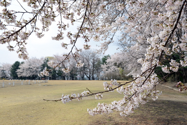 연구소 부지내 벚꽃나무 사진
