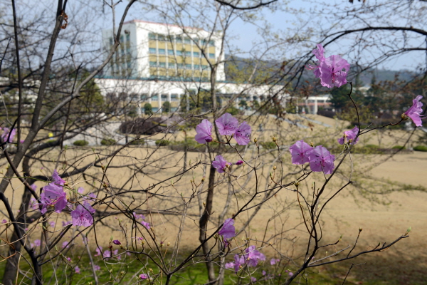 연구소 부지내 보라색 진달래꽃 사진