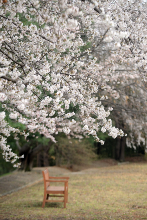 만발한 벚꽃나무와 나무아래 놓인 1인용 벤치의자 사진
