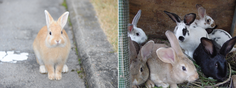 (좌) 콘크리트 도로위의 살구빛 털 토끼, (우)우리안의 다양한 토끼들