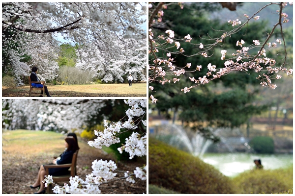 KRISS 부지내 벚꽃 사진 2