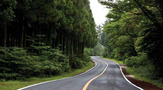 사진 : 2차선 도로가 통과하고 있는 푸른 숲