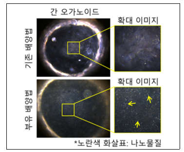 배양법에 따른 오가노이드 세포 내 나노물질 비교 이미지